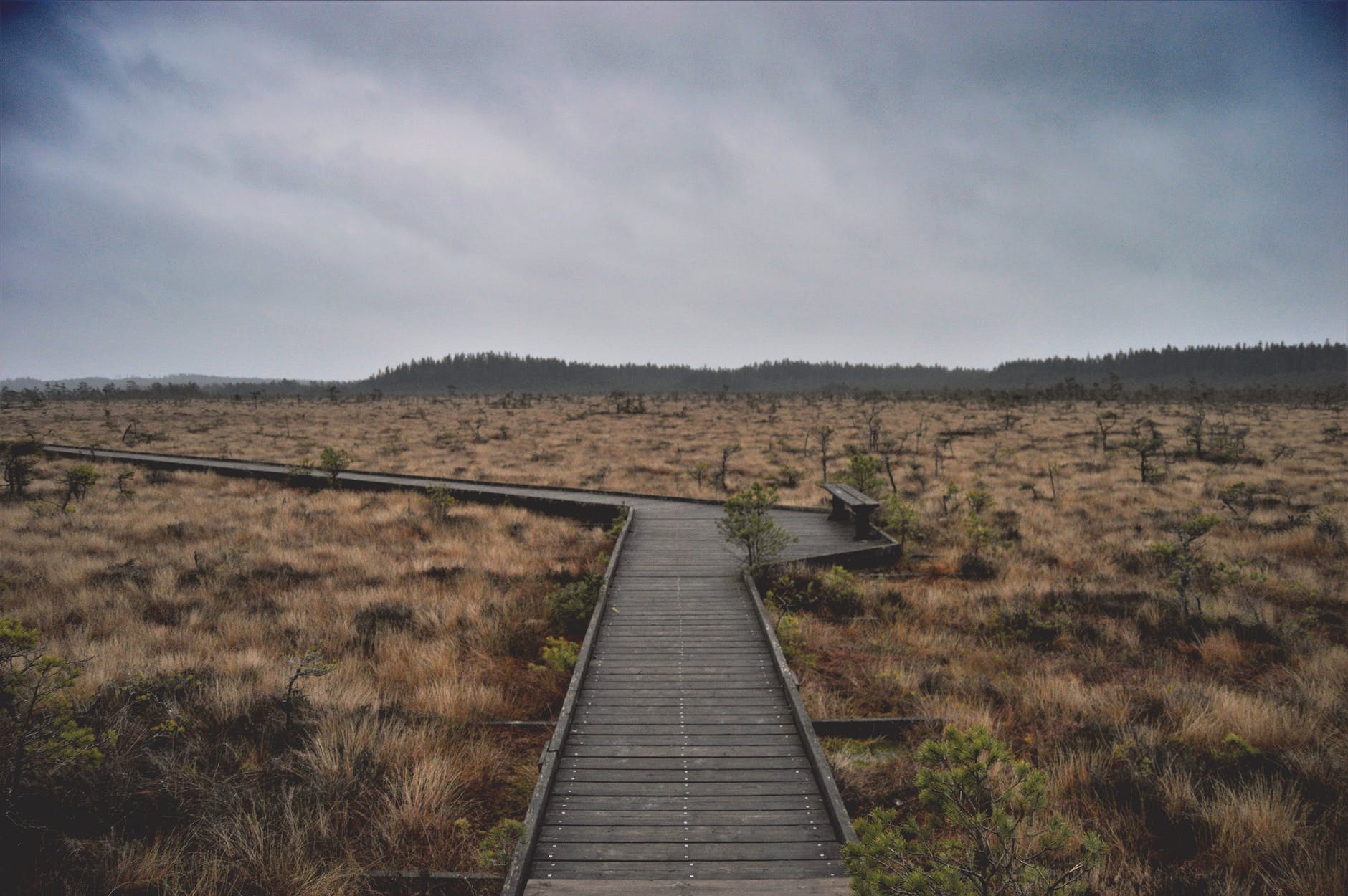Guardians of Sweden’s Wilderness: The Unsung Heroes – Rangers in Conservation